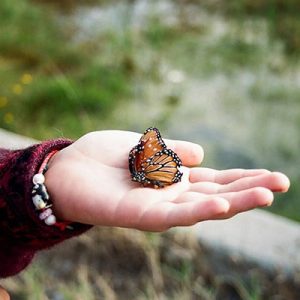 butterfly sitting in a hand